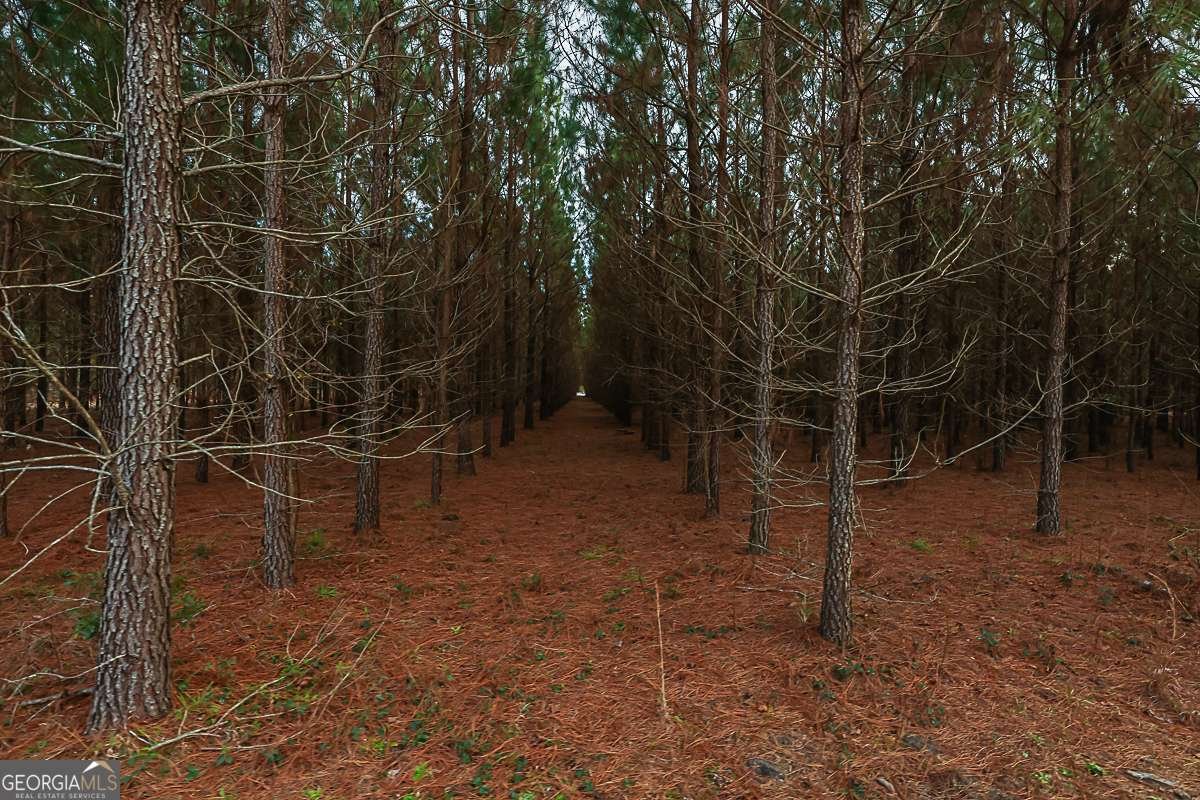 307 Chester Thomas Road Springfield - Photo 51