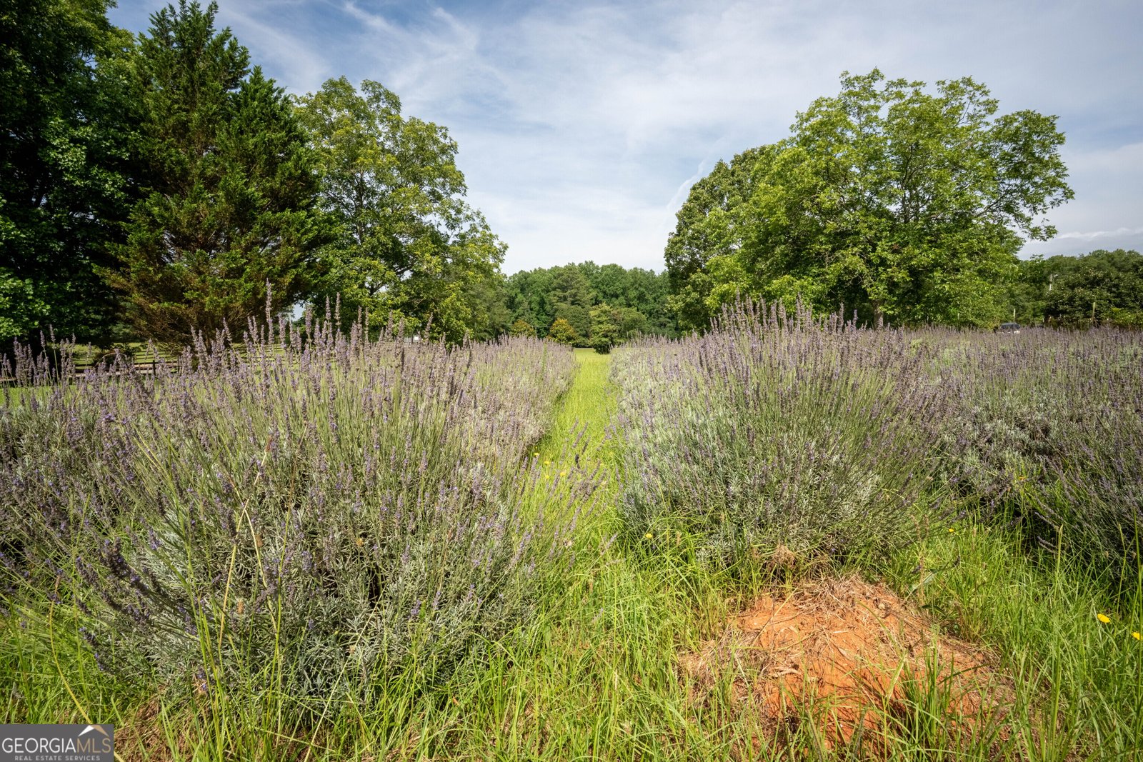 442 Buffalo Creek Road Carrollton - Photo 37