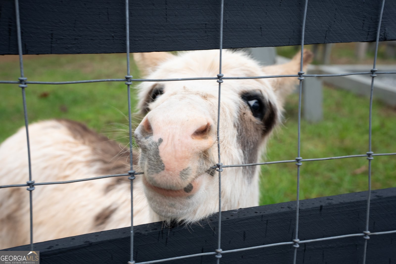 6008 Serene Circle Gainesville - Photo 52