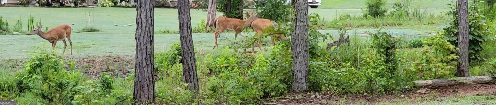 19 Allison Road Moreland - Photo 19