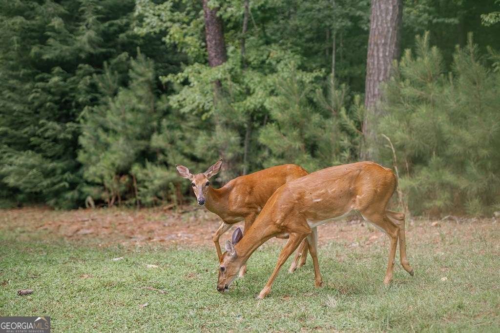 118 Matrix Lane Ellijay - Photo 7