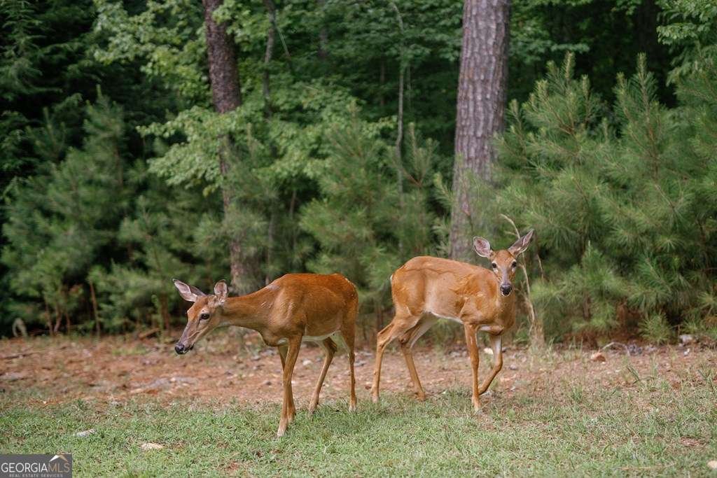 118 Matrix Lane Ellijay - Photo 8
