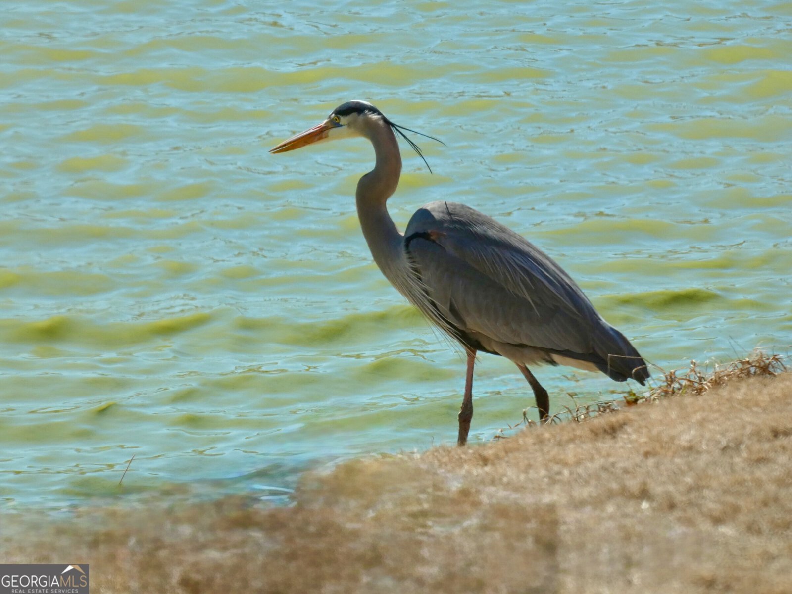 443 Beacon Court Griffin - Photo 46