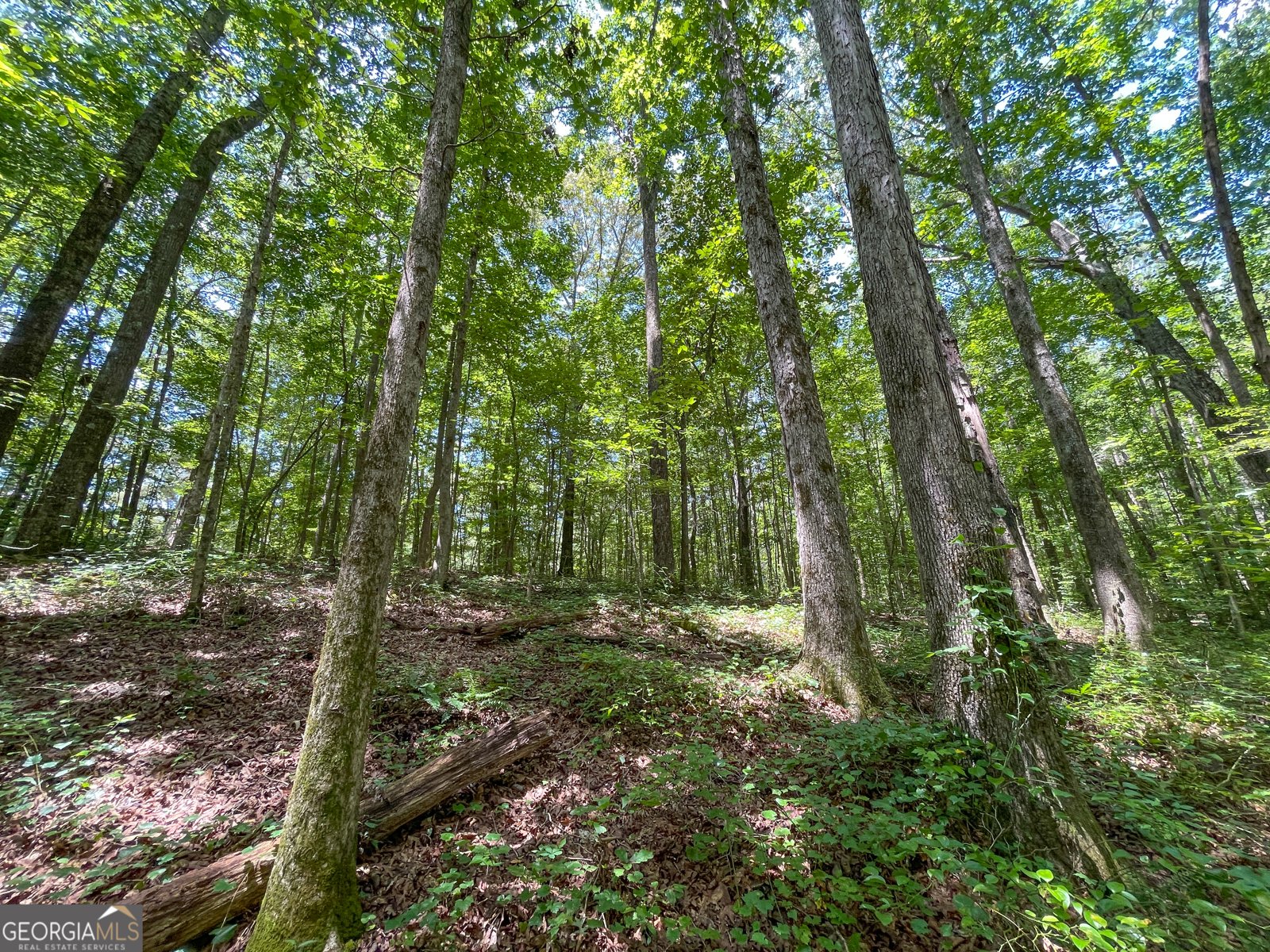 305 West Drive Roopville - Photo 64