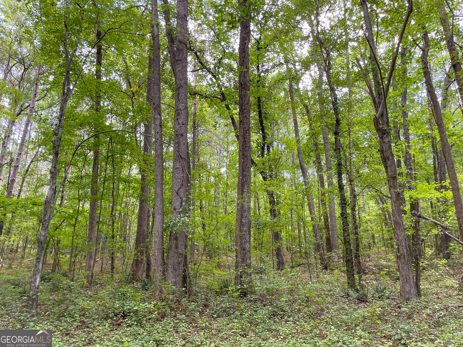 305 West Drive Roopville - Photo 9