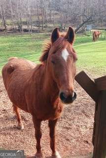 720 Guy Jarrard Road Dahlonega - Photo 11