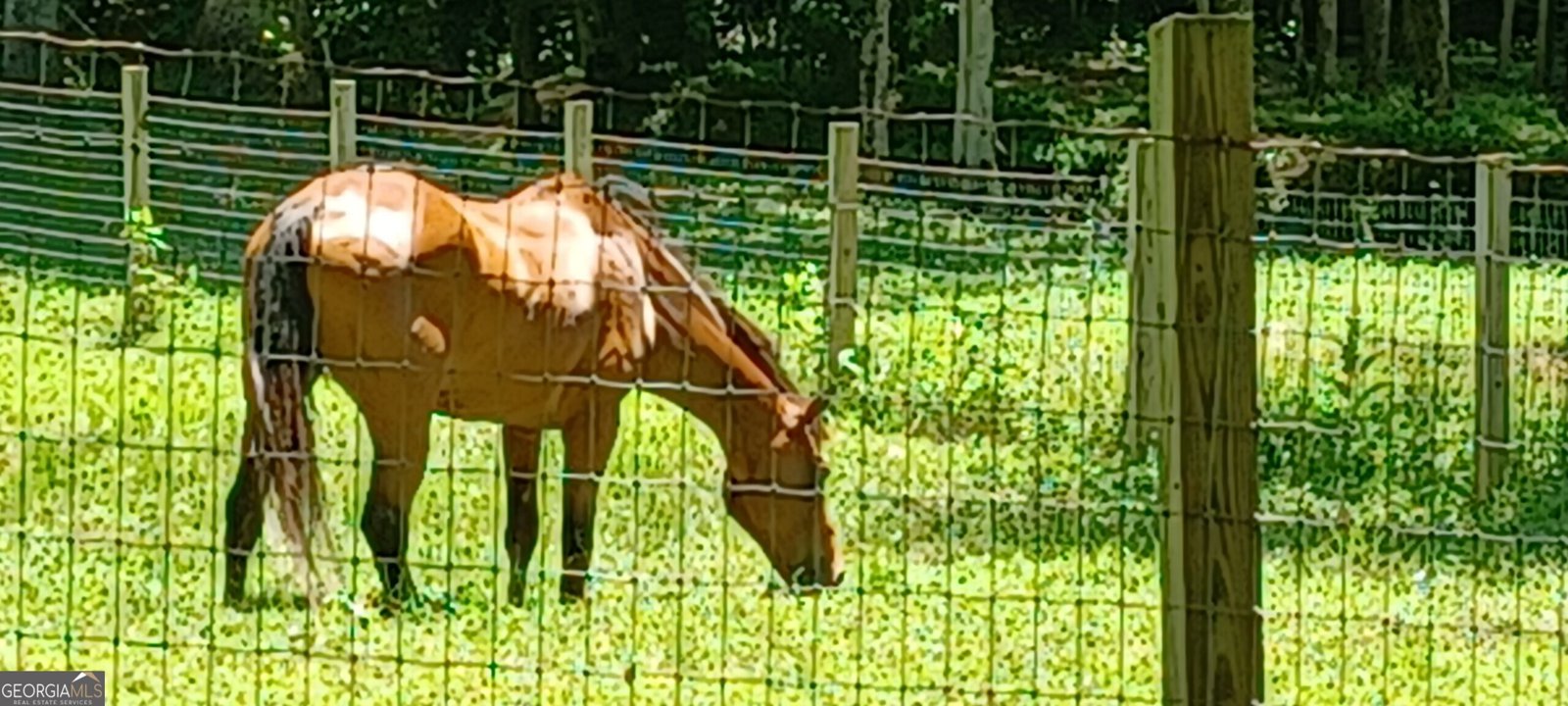 720 Guy Jarrard Road Dahlonega - Photo 62
