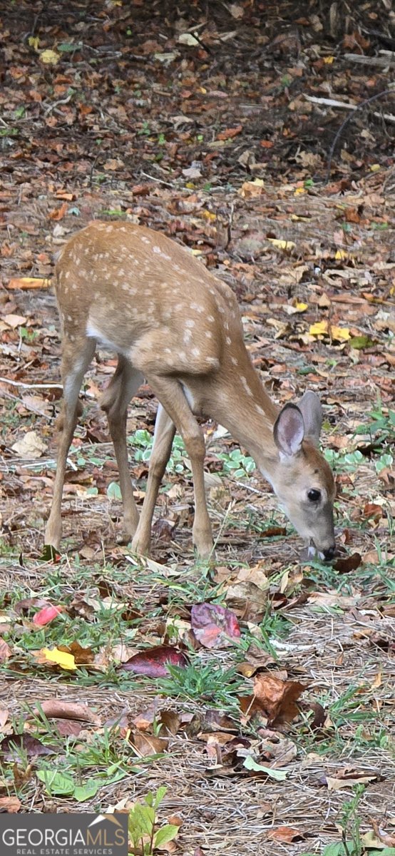 4279 Red Fox Trail Oakwood - Photo 67
