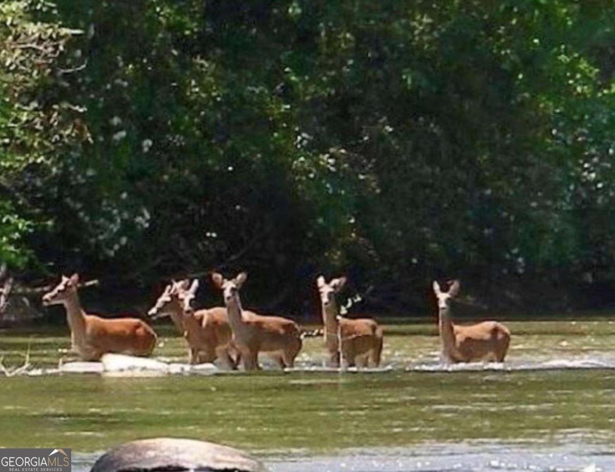 102 Mizzen Court Ellijay - Photo 48