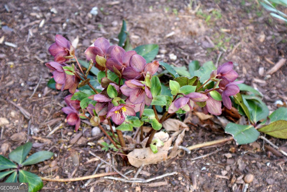 1146 Lakeshore Drive Gainesville - Photo 49