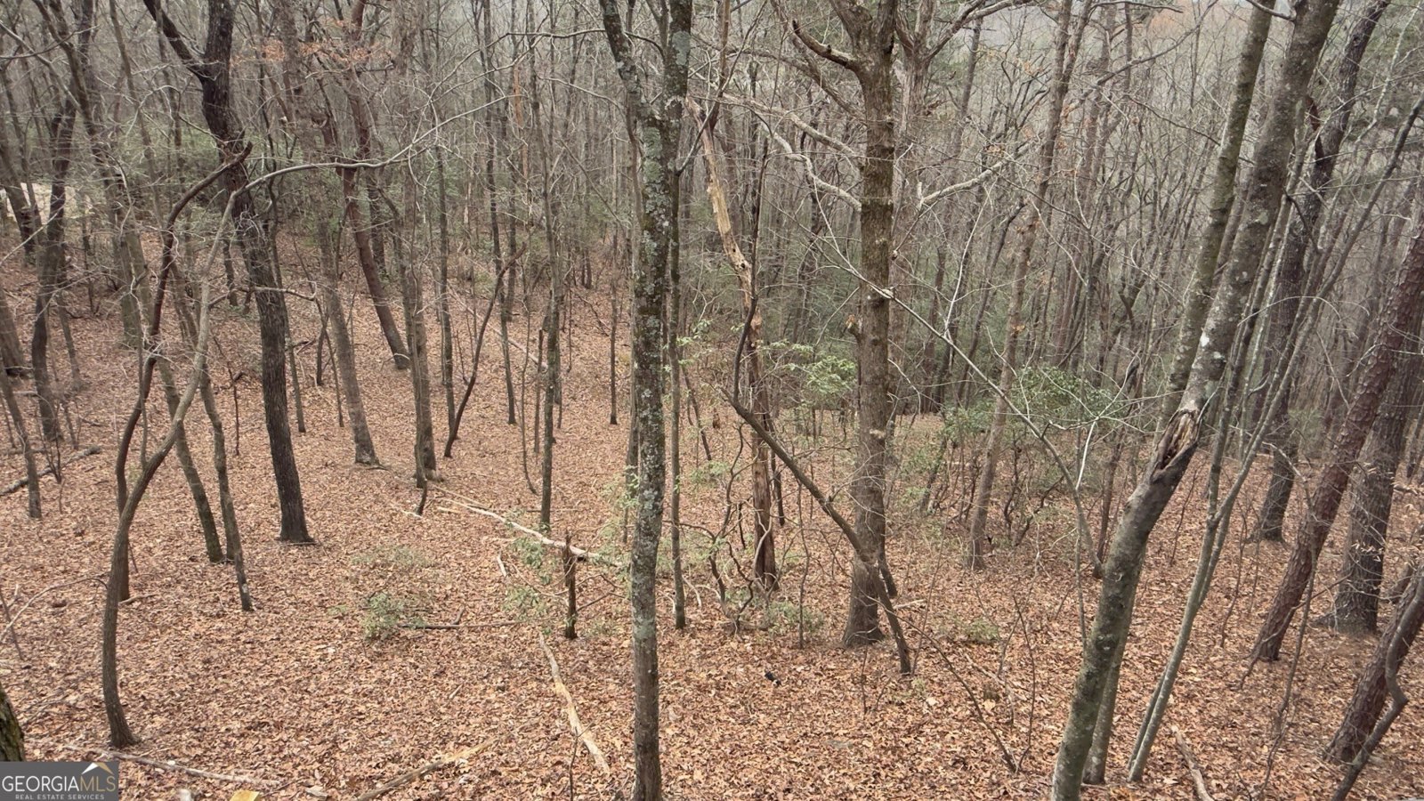 325 PETTIT RIDGE RD ELLIJAY - Photo 42