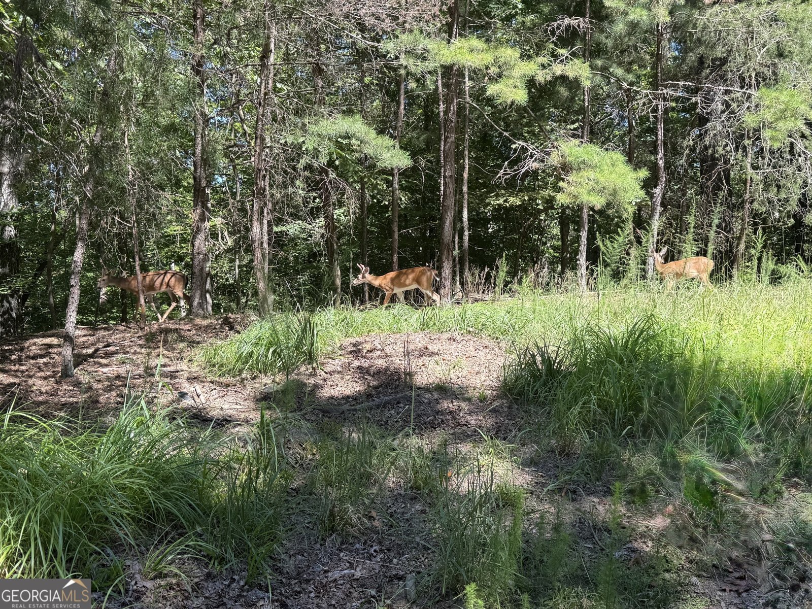 55 Elmwood Circle Ellijay - Photo 8