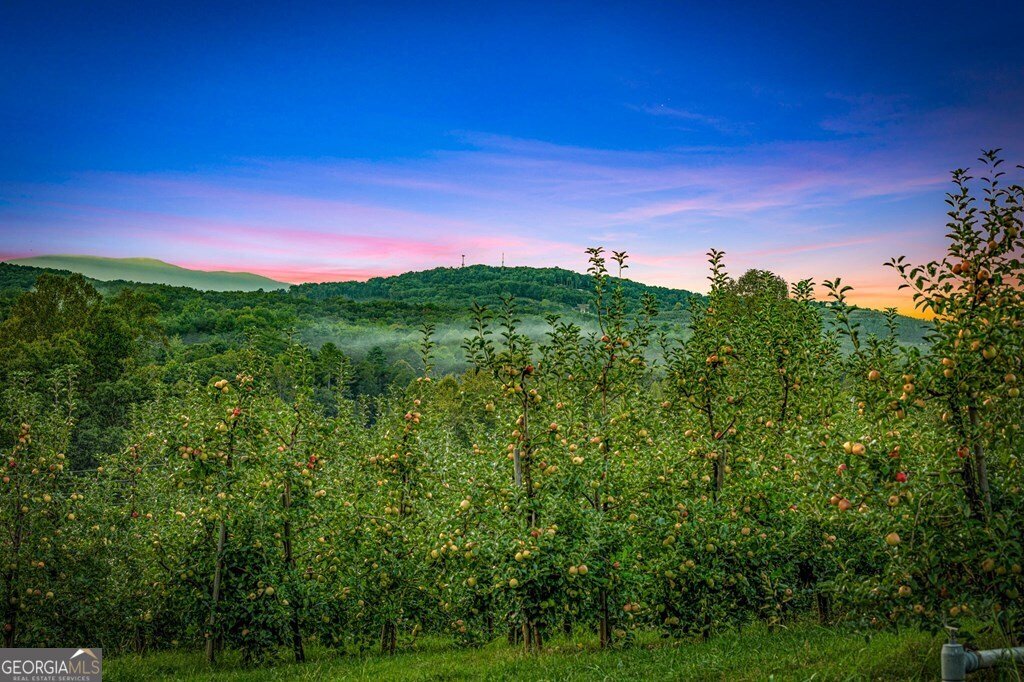 1241 Scenic Drive Blue Ridge - Photo 14