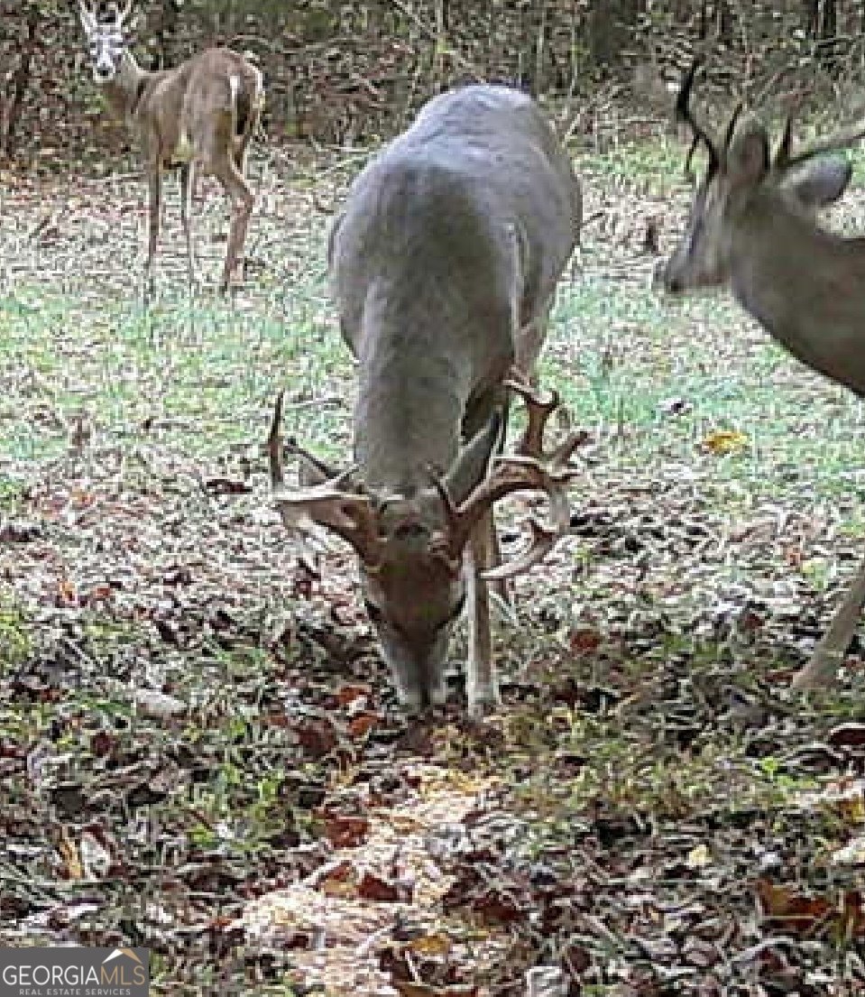 787 Parham Town Road Bowman - Photo 46