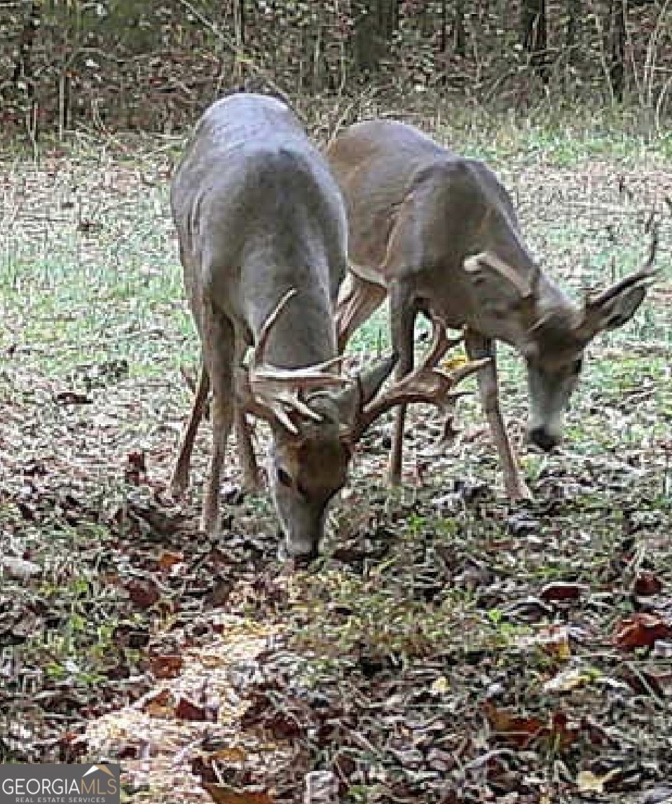 787 Parham Town Road Bowman - Photo 49