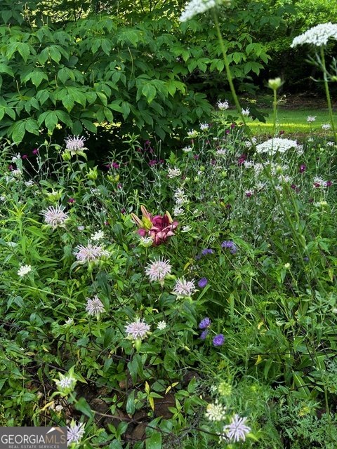 543 Martins Grove Road Dahlonega - Photo 47