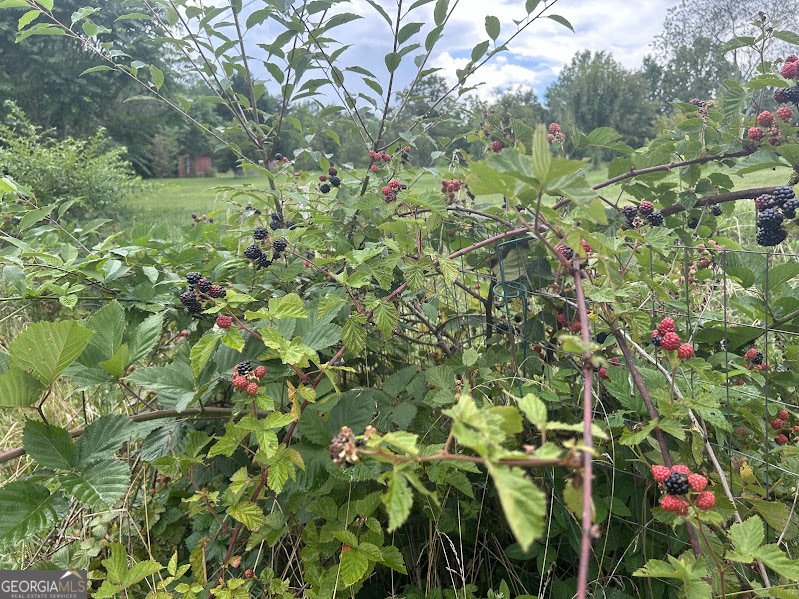 2838 Skitts Mountain Road Cleveland - Photo 33