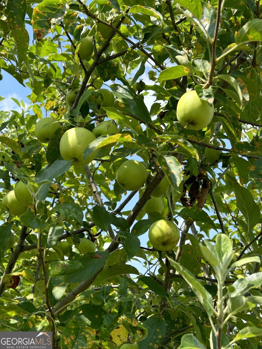 2838 Skitts Mountain Road Cleveland - Photo 35