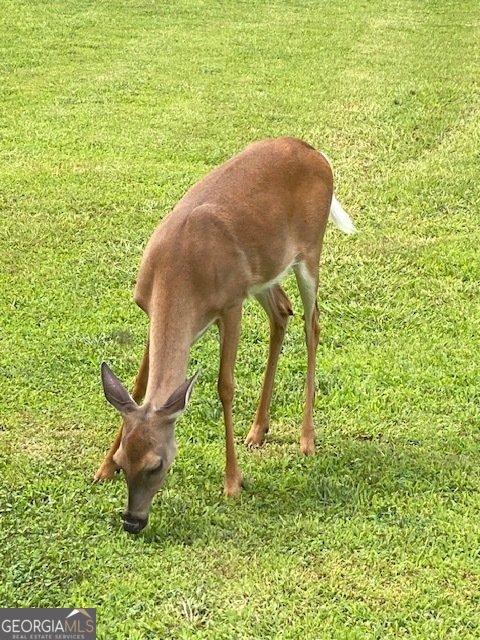265 Evans Drive Buchanan - Photo 104