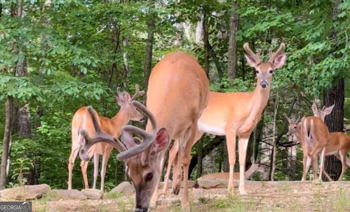 89 Tara Lane Ellijay - Photo 75