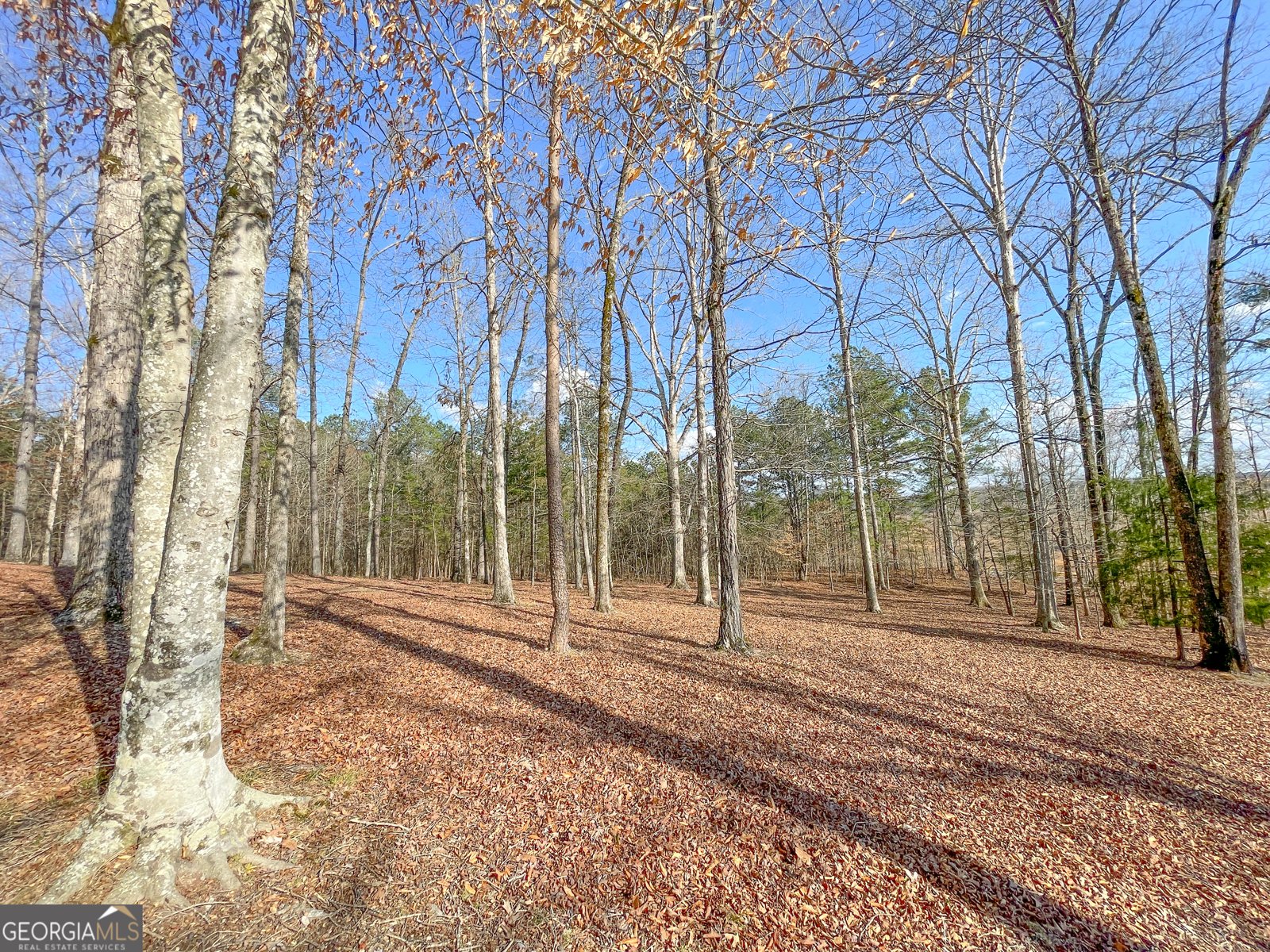 39 Acres on E. Teloga Road Summerville - Photo 35