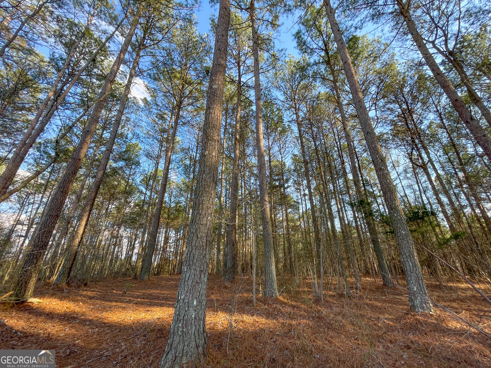 39 Acres on E. Teloga Road Summerville - Photo 39