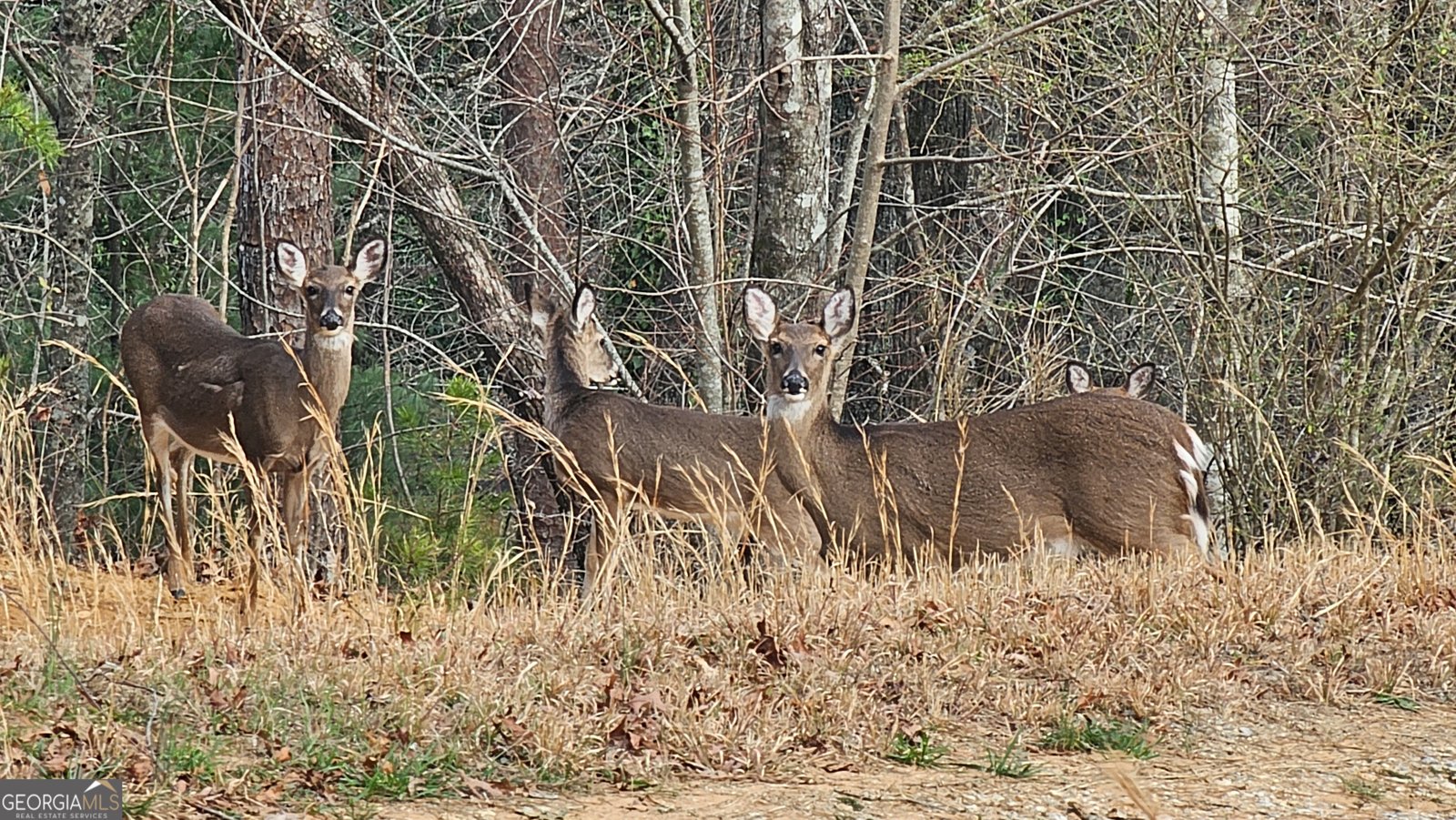 5232 CROW CREEK Road LAKEMONT - Photo 8