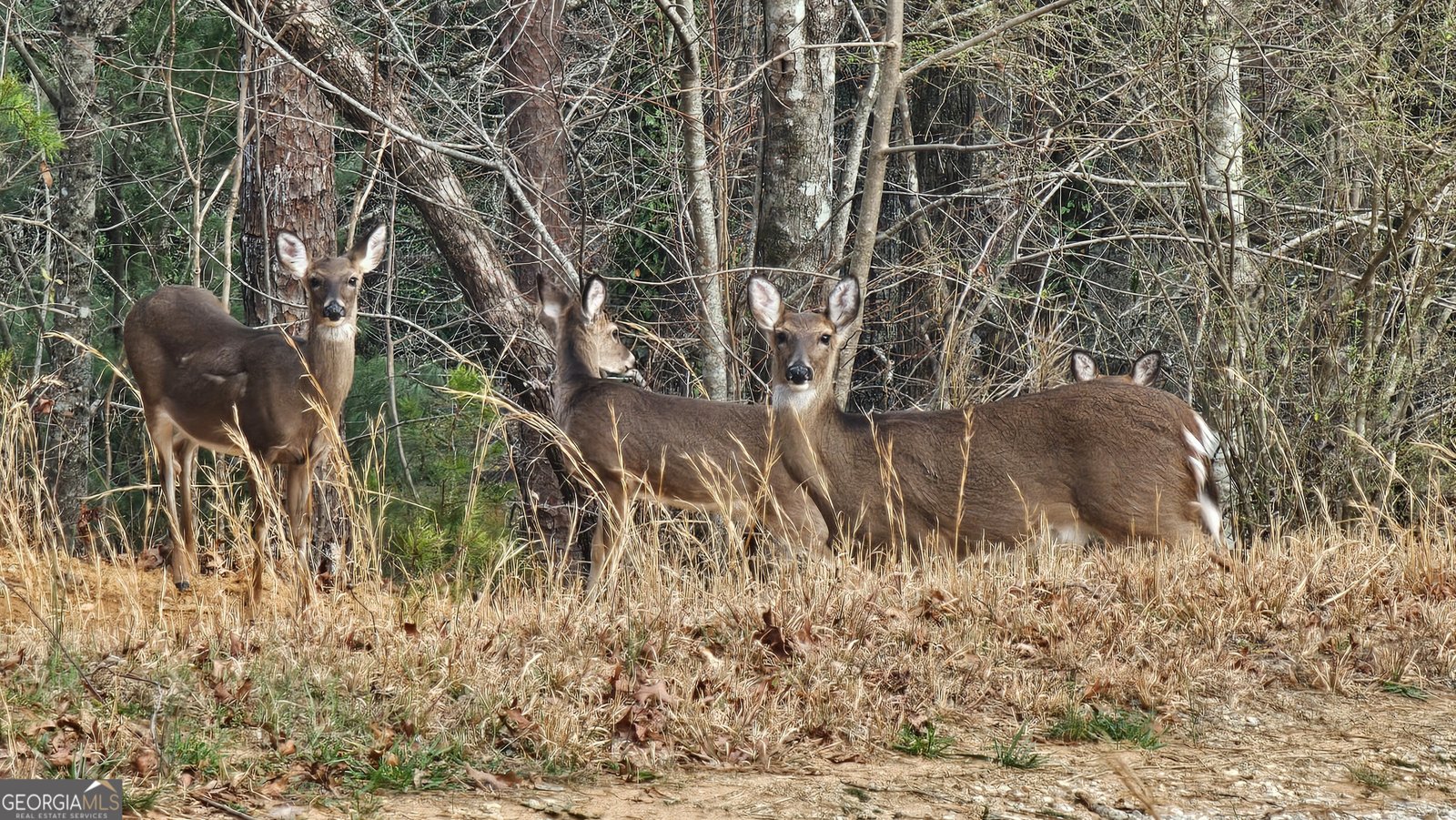 5232 CROW CREEK Road LAKEMONT - Photo 88