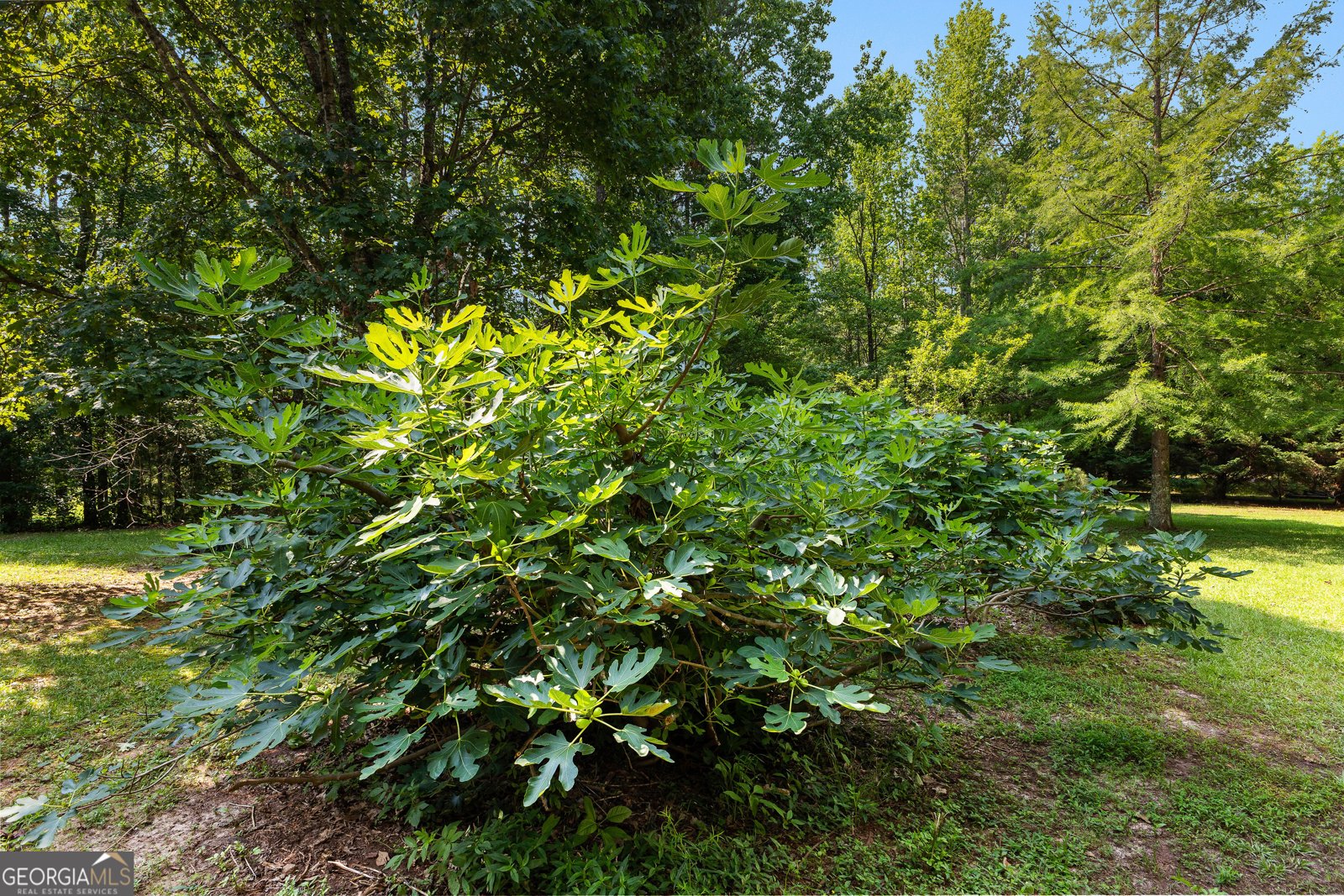 6536 Luthersville Road Gay - Photo 85