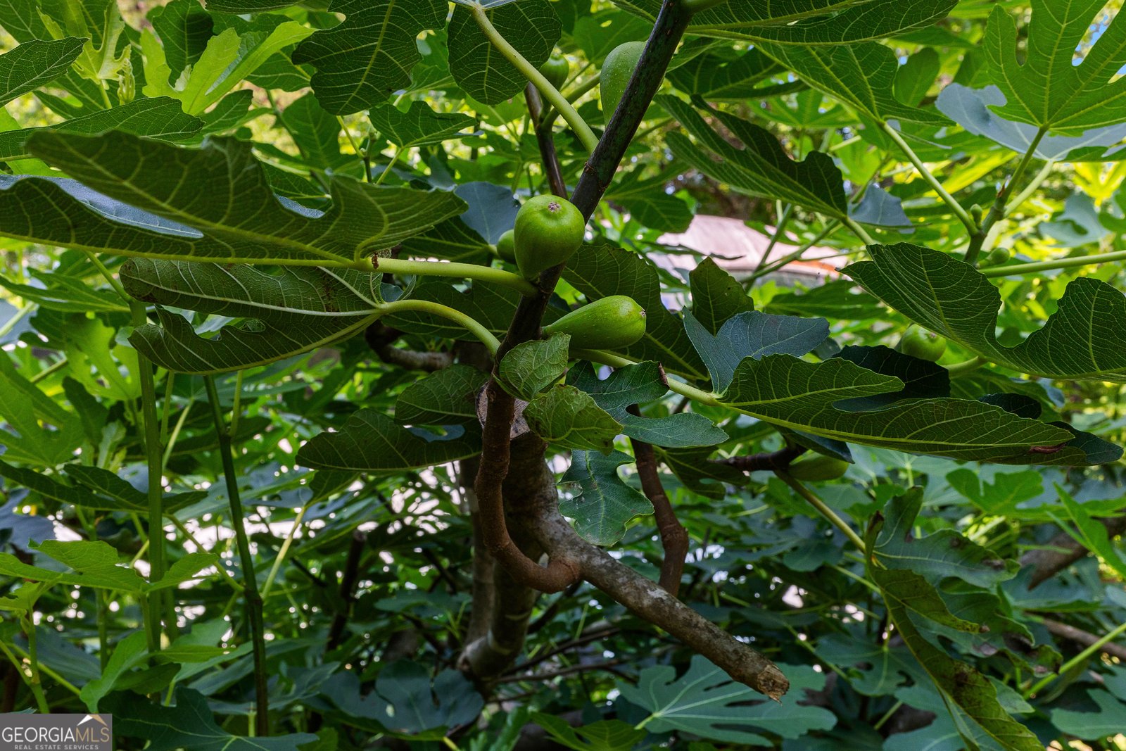 6536 Luthersville Road Gay - Photo 86