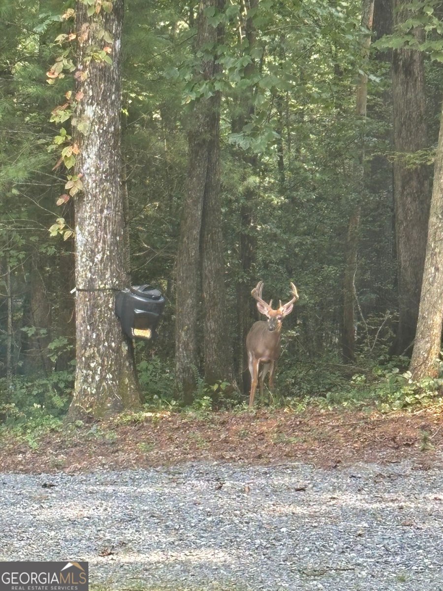 175 Mountain Springs Road Ellijay - Photo 60