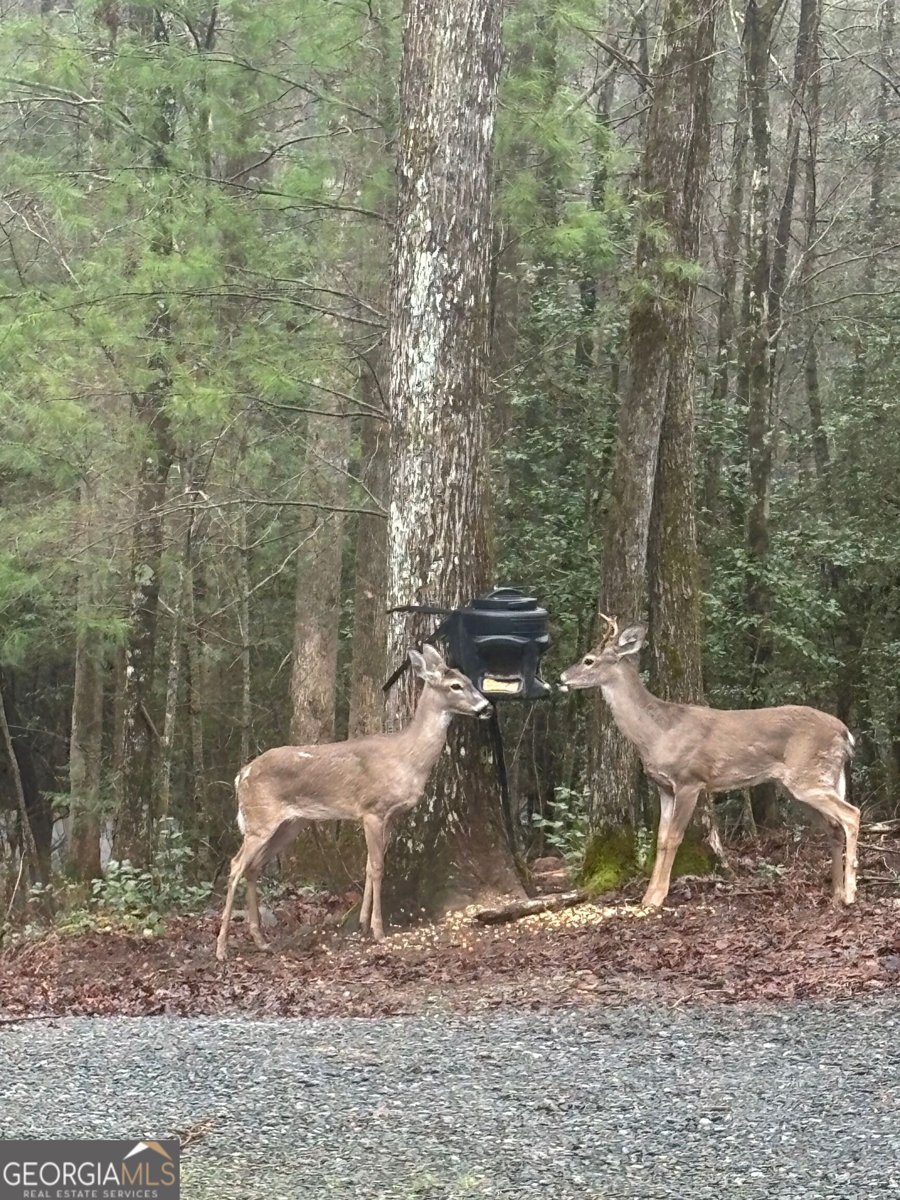 175 Mountain Springs Road Ellijay - Photo 61