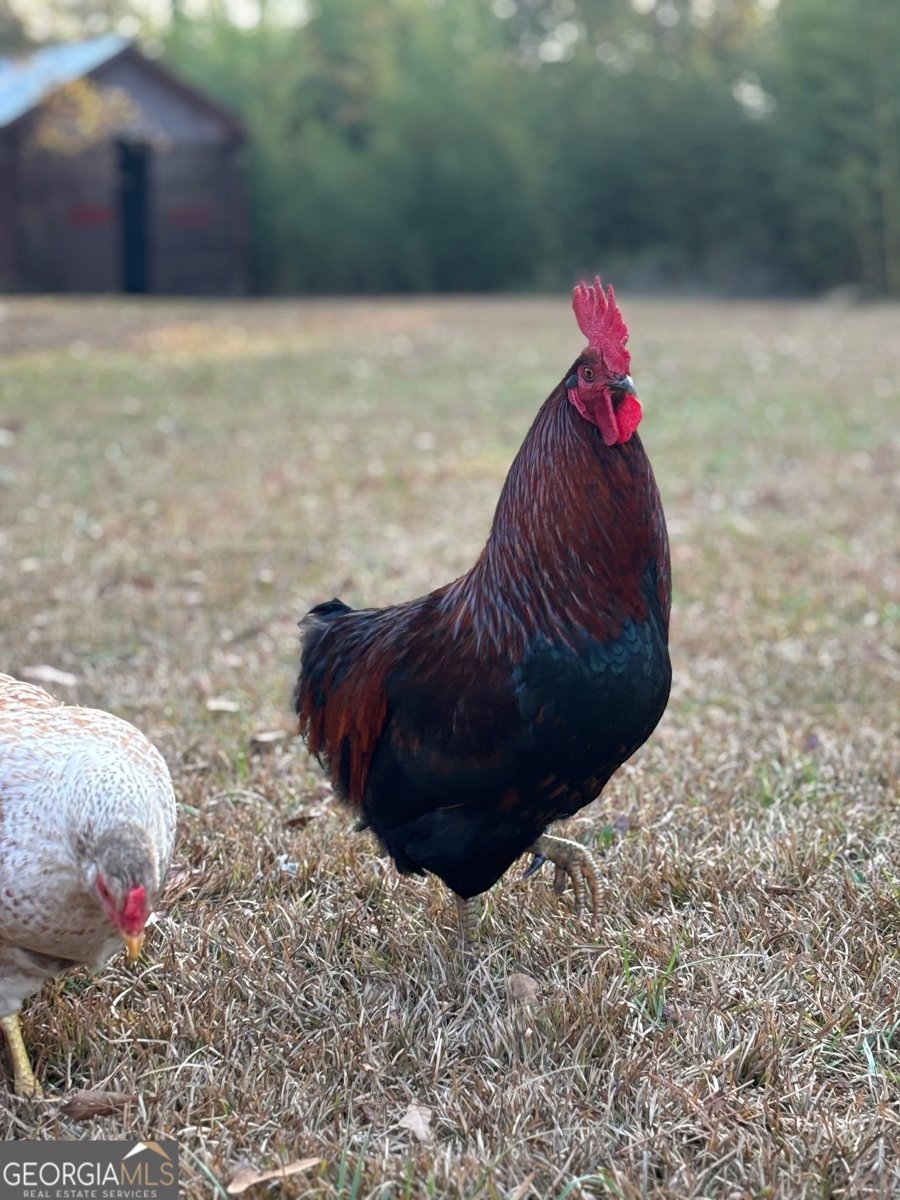 951 Elder Road Griffin - Photo 43