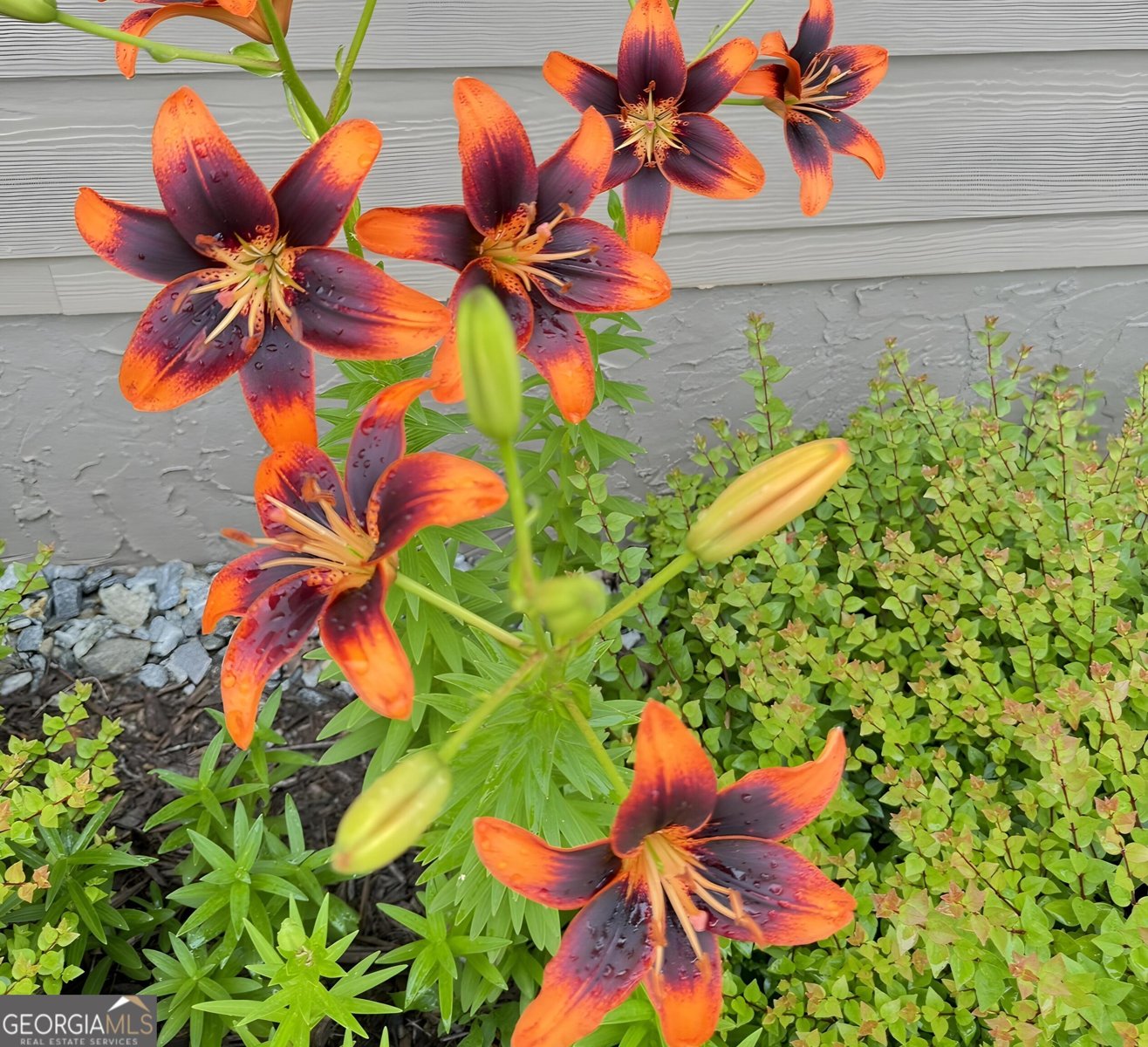 335 Northshore Drive Blairsville - Photo 72