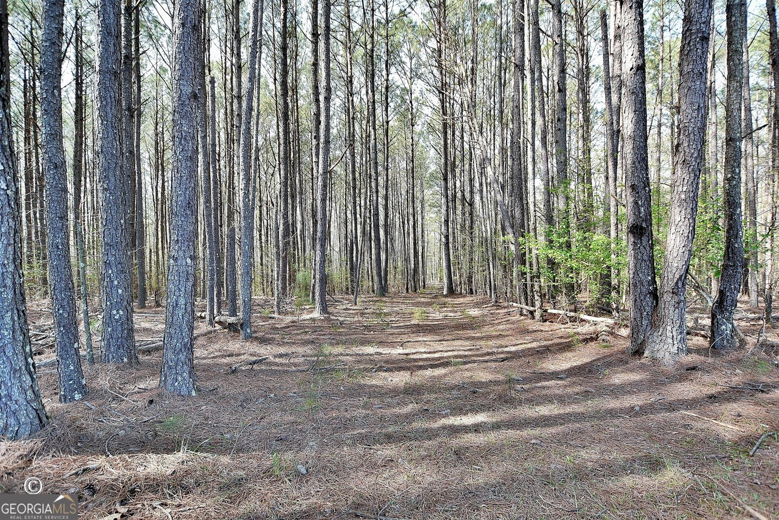 1166 B Street Pine Mountain Valley - Photo 42