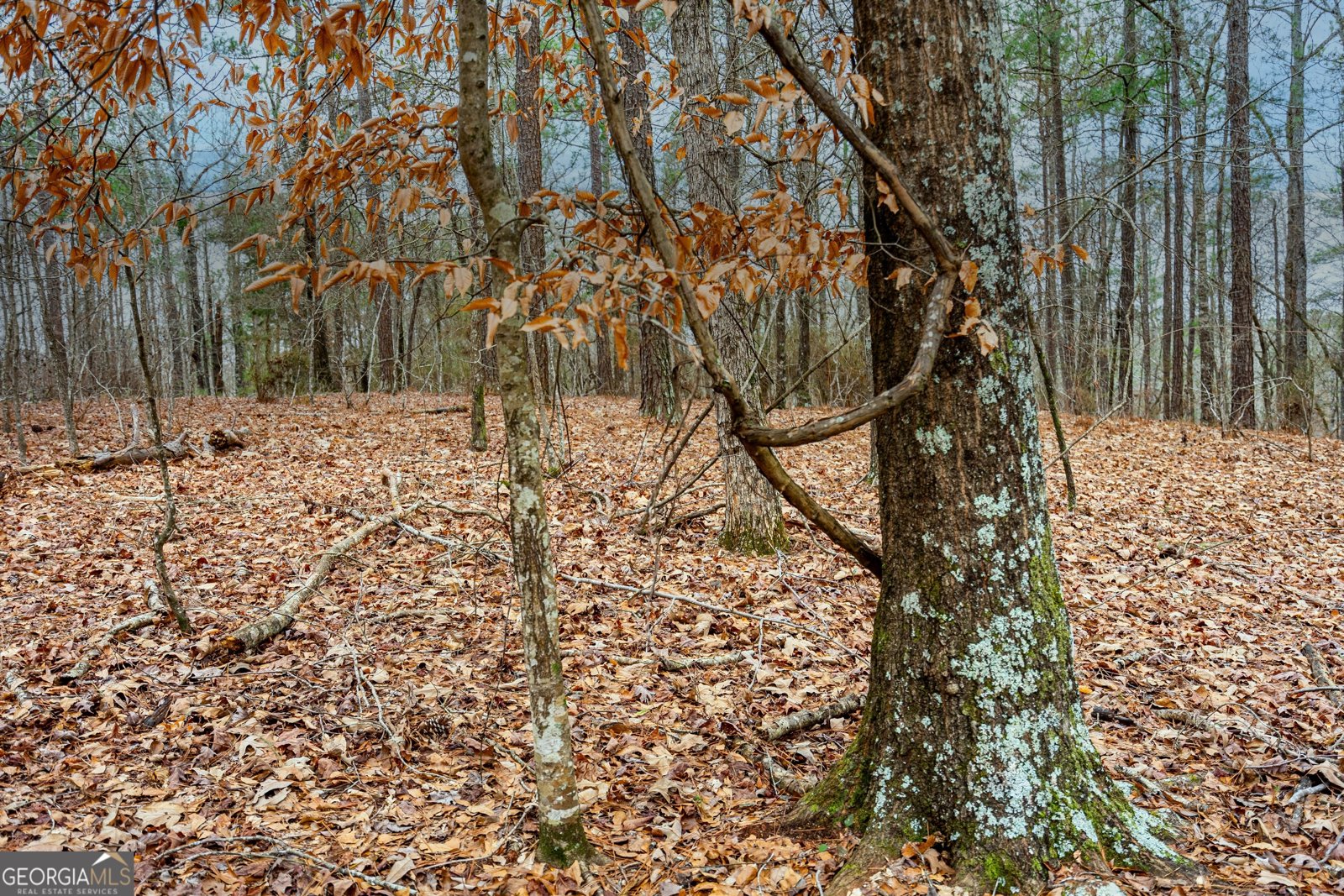 295 Ferrell Tatum Road Lagrange - Photo 28