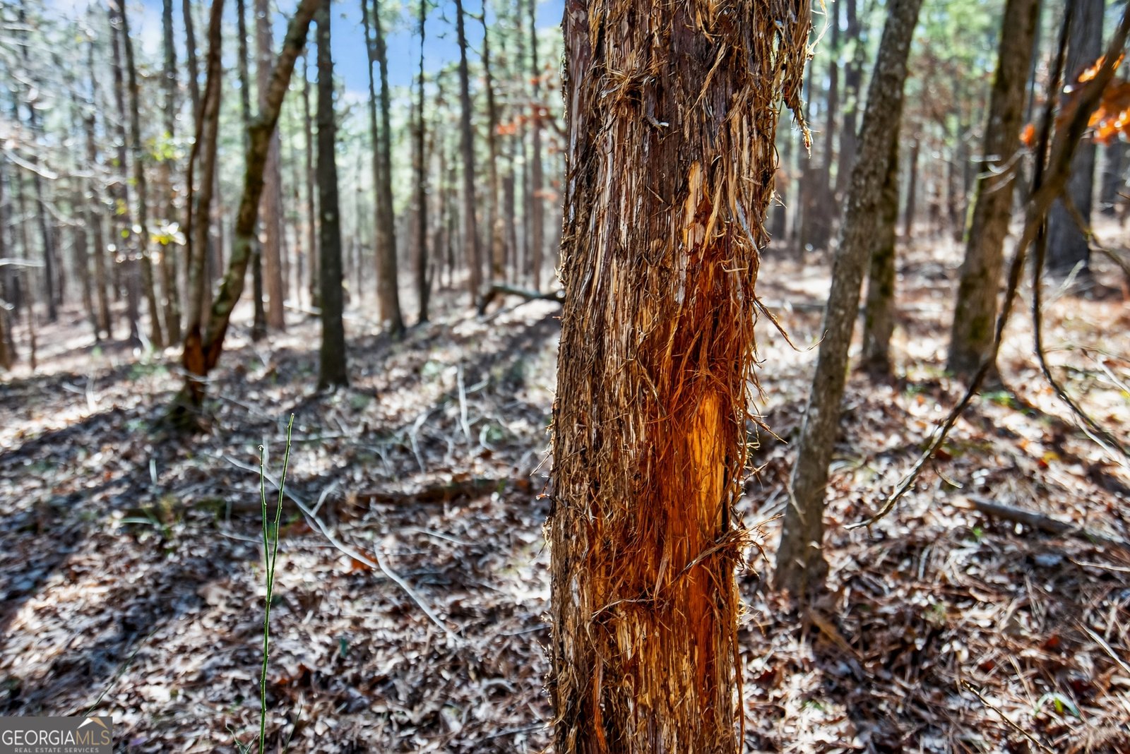 175 Thornton Road Franklin - Photo 111