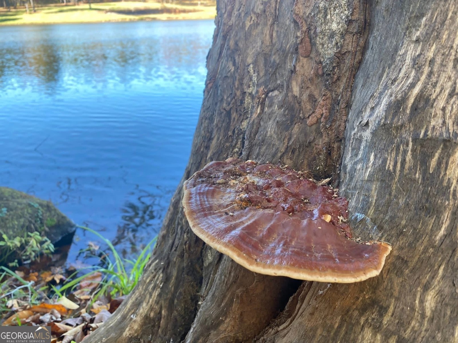 175 Thornton Road Franklin - Photo 113