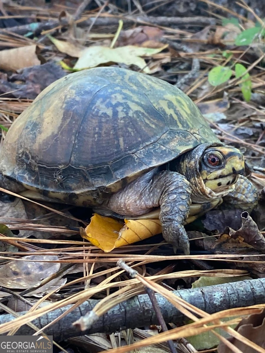 175 Thornton Road Franklin - Photo 126