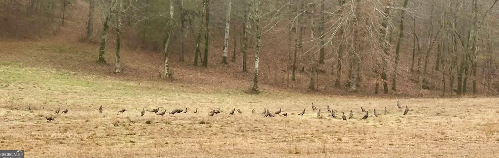 175 Thornton Road Franklin - Photo 128