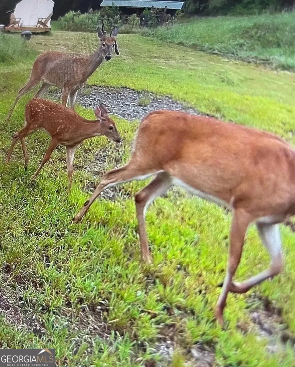 137 Blue Spruce Drive Blairsville - Photo 58