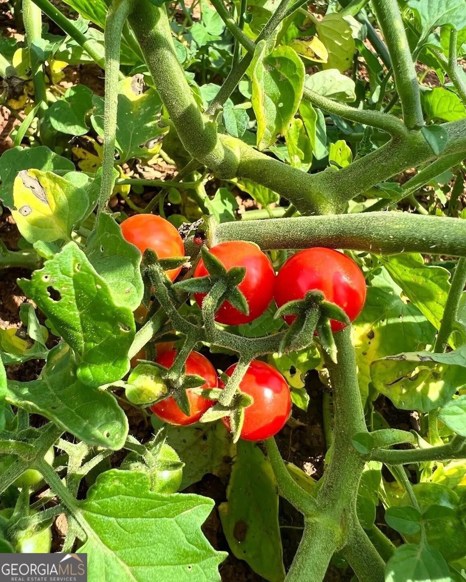 137 Blue Spruce Drive Blairsville - Photo 59