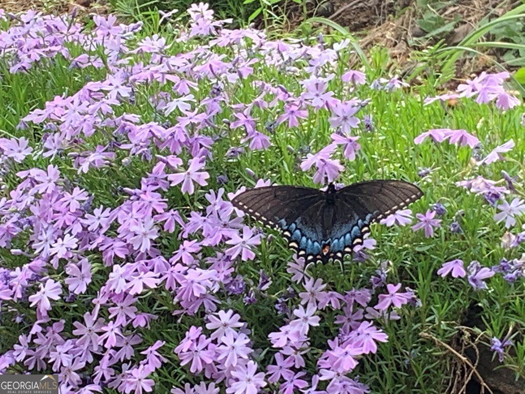 1022 Coweeta Gap Road Otto - Photo 30