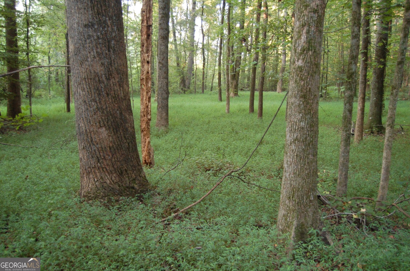 429 Frank Kelley Road Canon - Photo 32