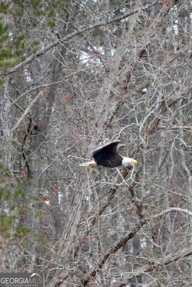 75 Mikes Lane Sharpsburg - Photo 133