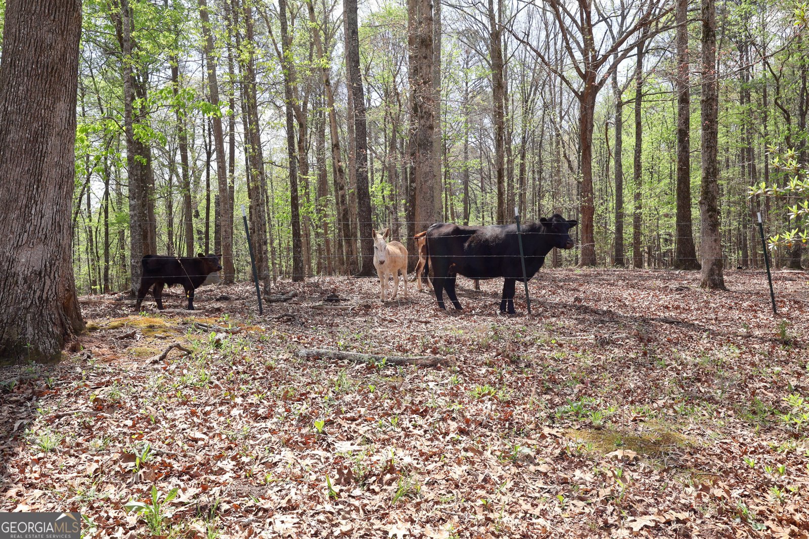 198 Higgins Road Flovilla - Photo 88