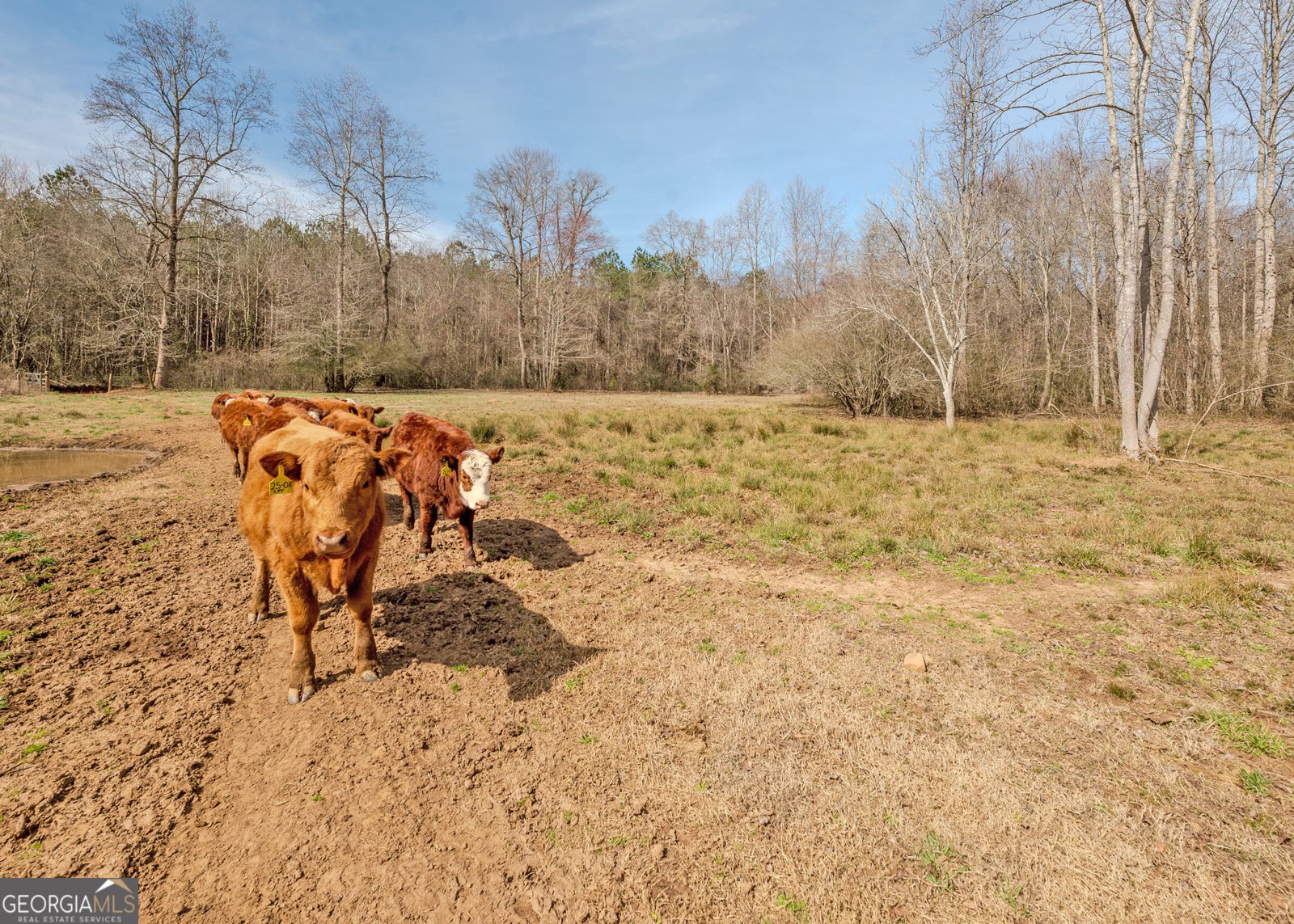 1363 McFarlin Bridge 25 Acres Carnesville - Photo 57