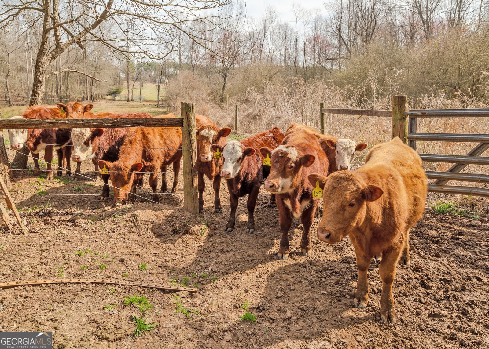 1363 McFarlin Bridge 25 Acres Carnesville - Photo 60