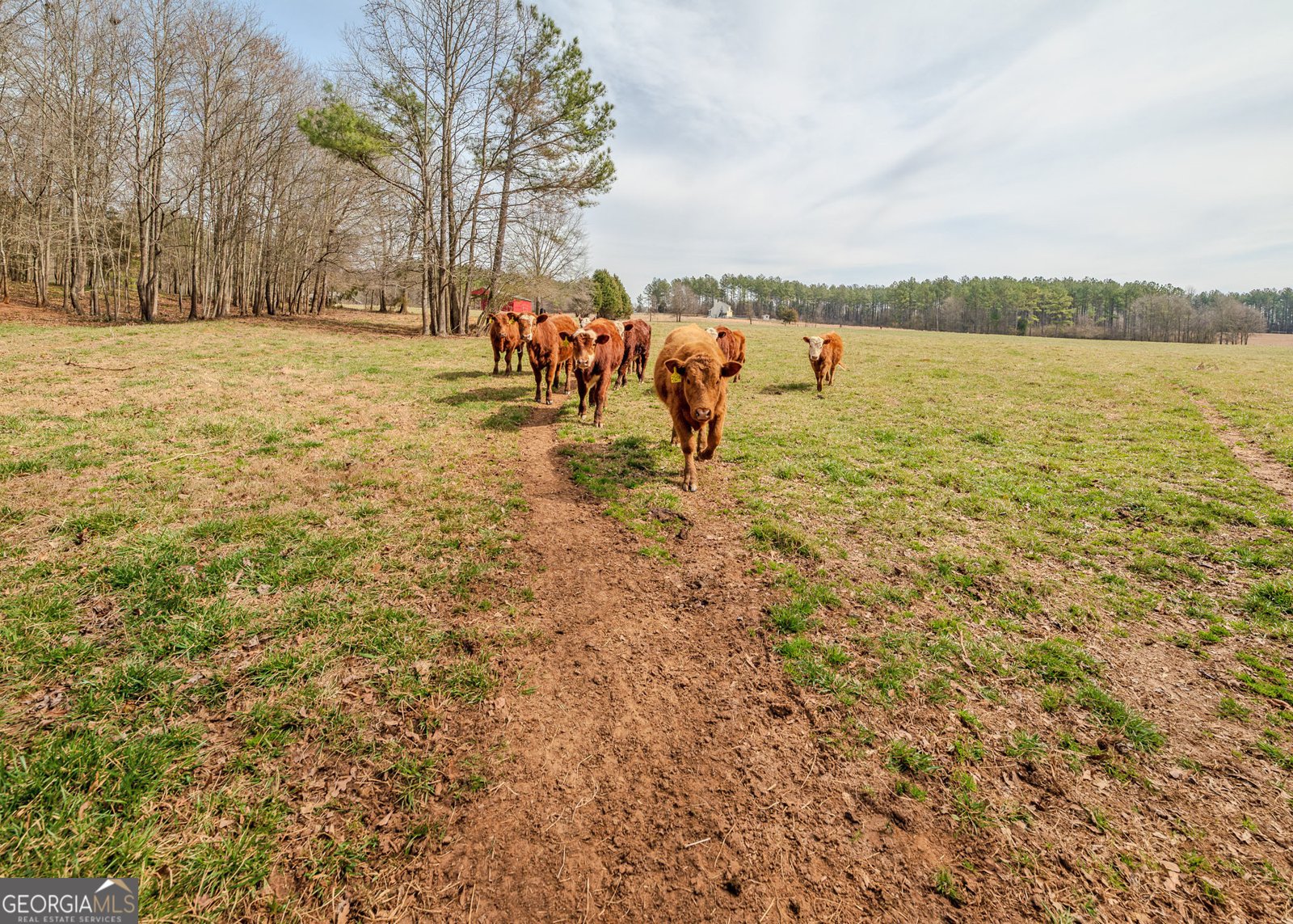1363 McFarlin Bridge 25 Acres Carnesville - Photo 62