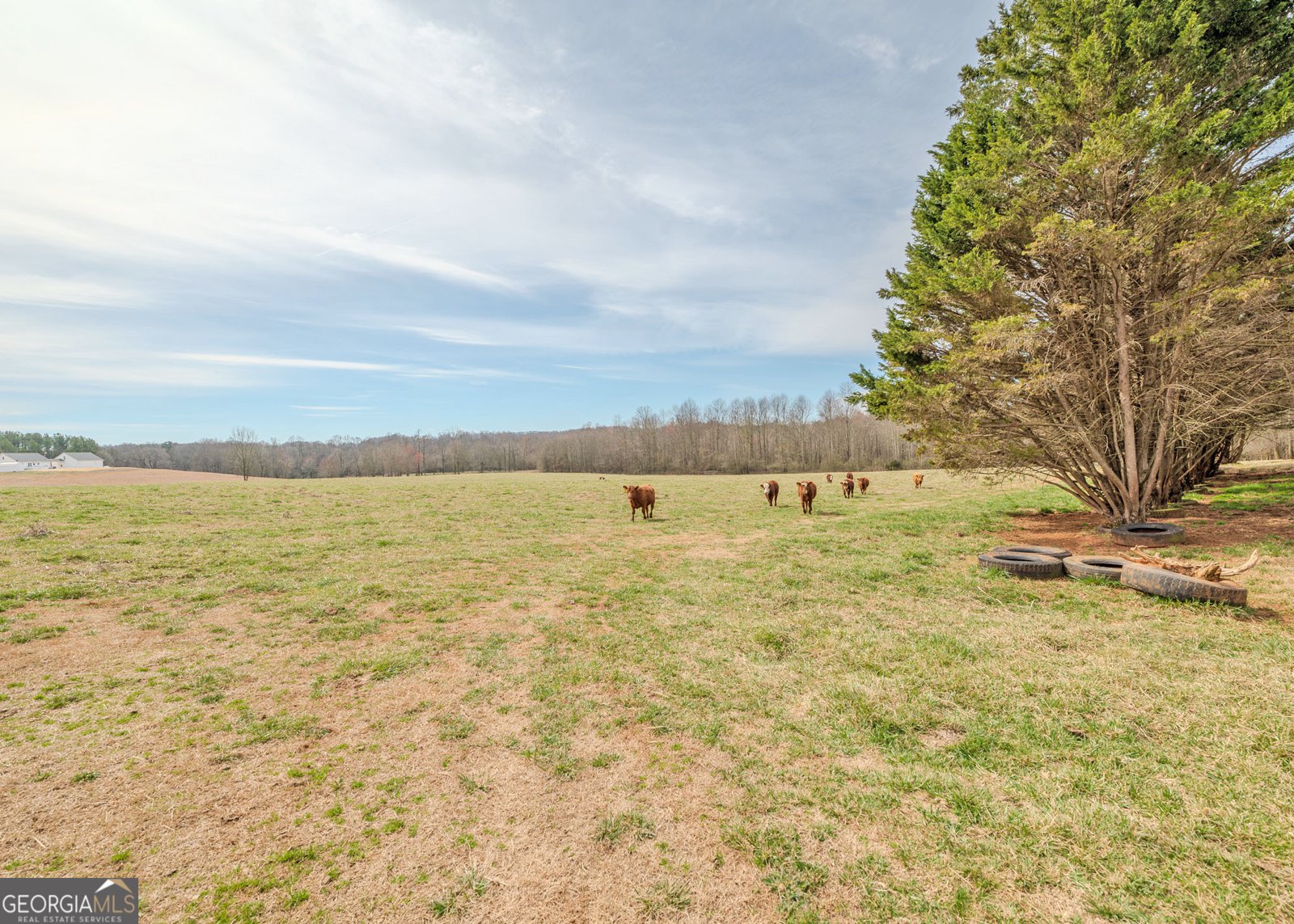 1363 McFarlin Bridge 25 Acres Carnesville - Photo 63
